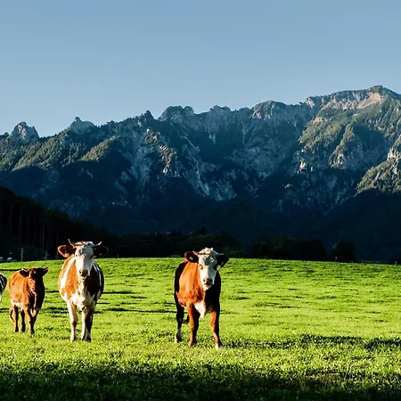 Steinerwirt Vendégház Großgmain